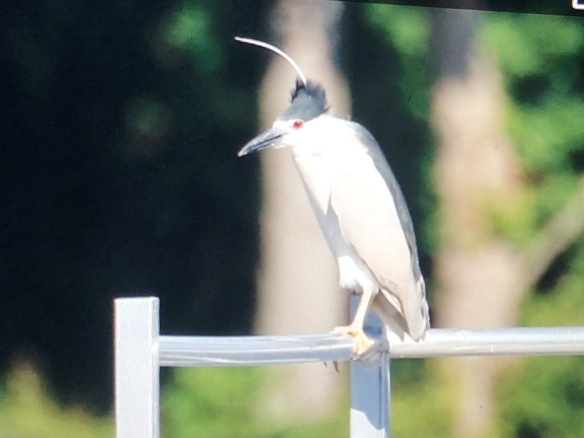 Black-crowned Night Heron - ML620639661