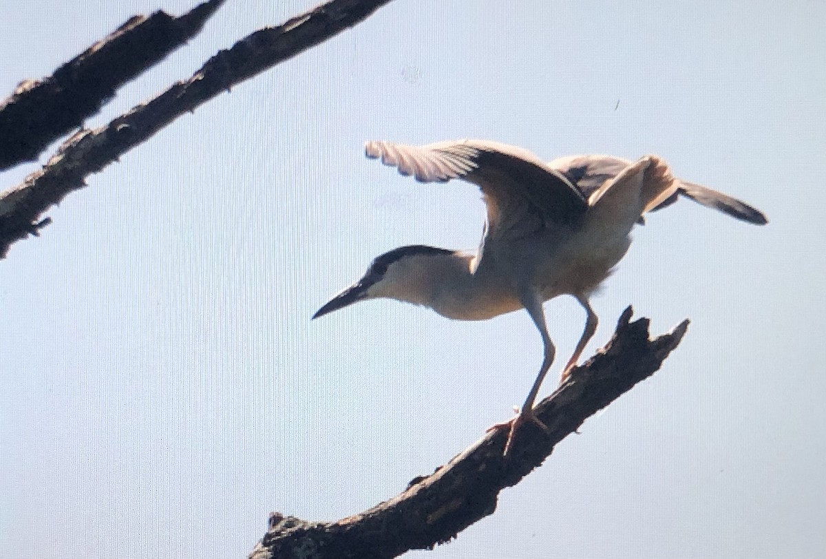 Black-crowned Night Heron - ML620639663