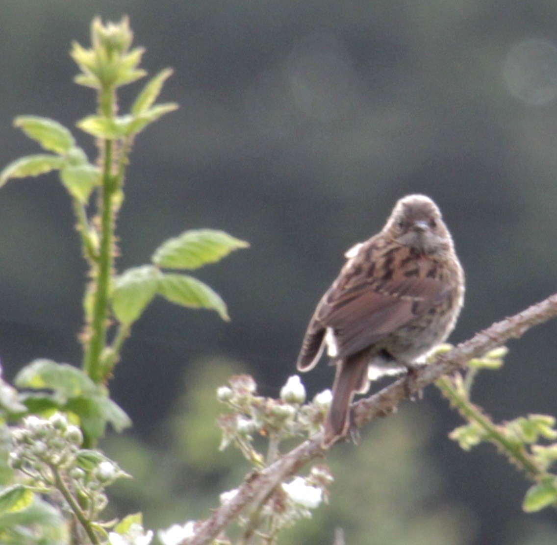 Dunnock - ML620639664