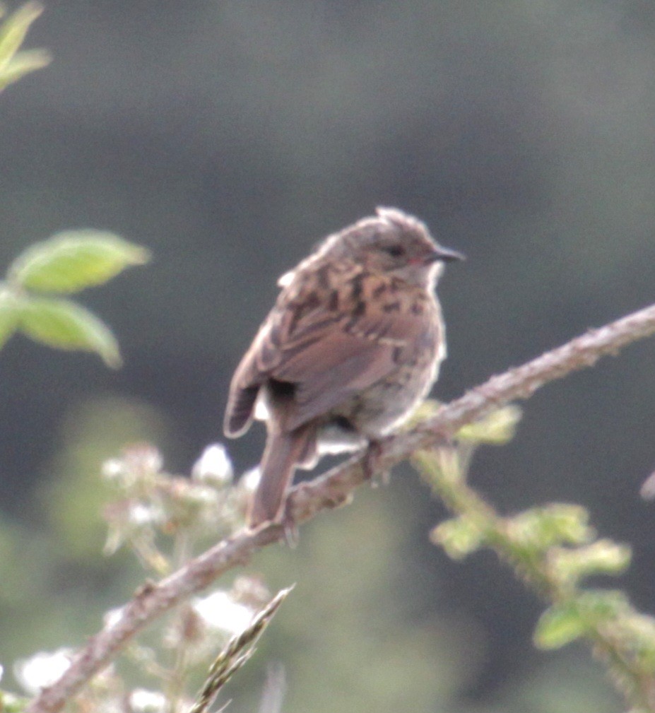 Dunnock - ML620639665