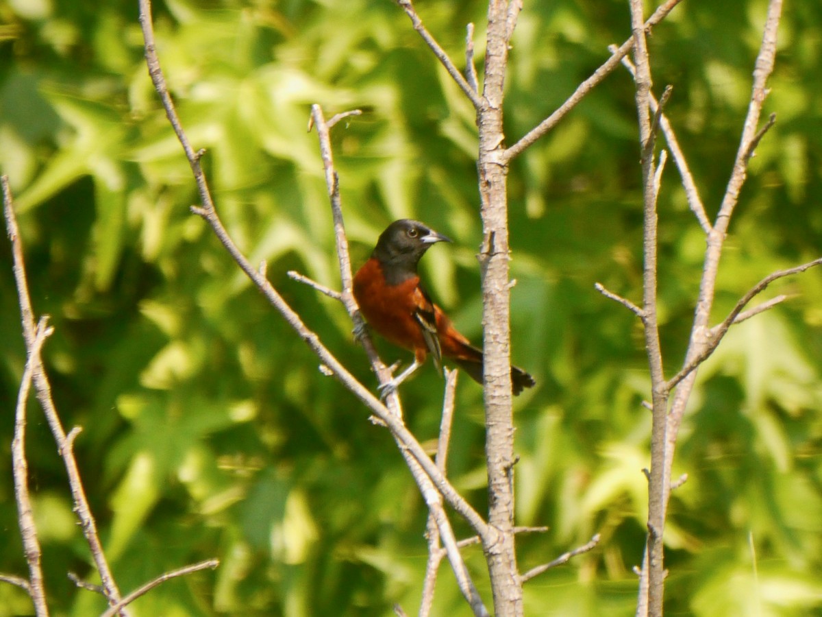 Orchard Oriole - Tom Ostrand