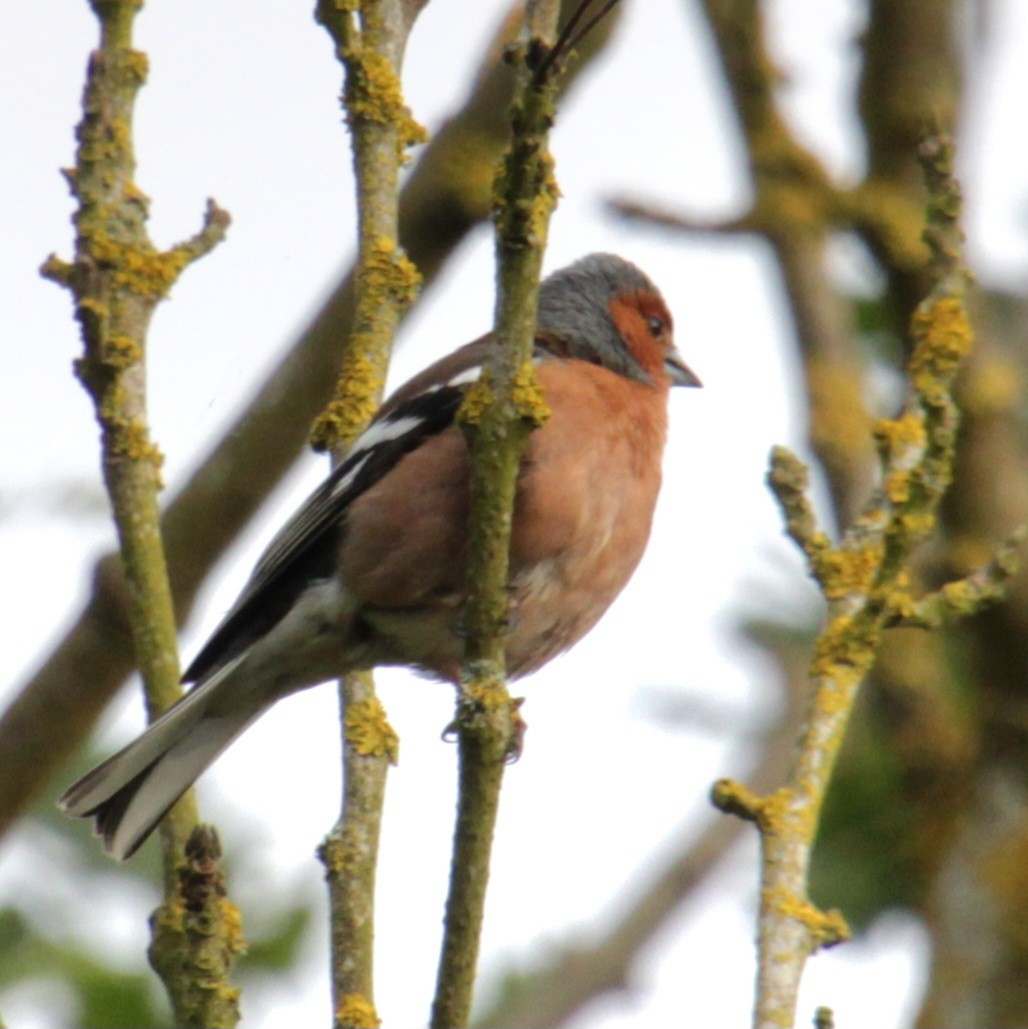 Common Chaffinch - ML620639673