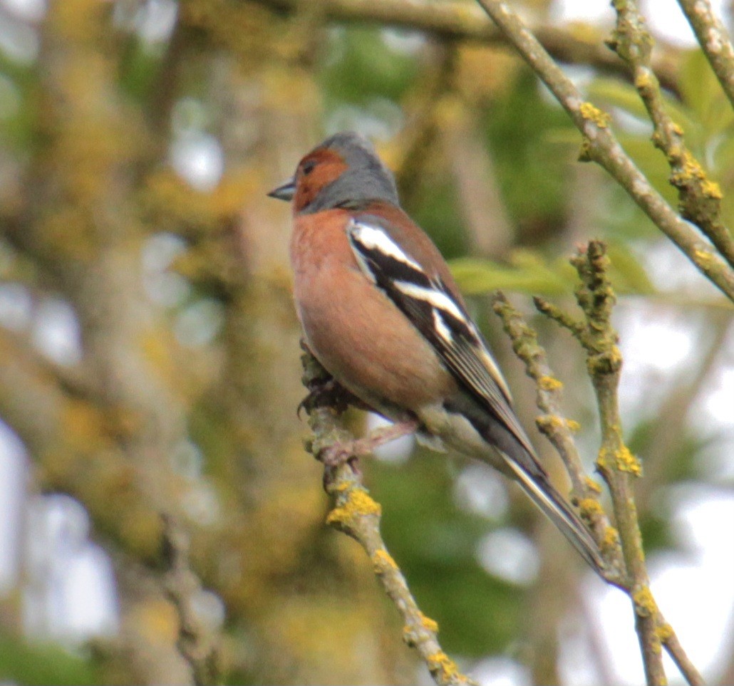 Common Chaffinch - ML620639674