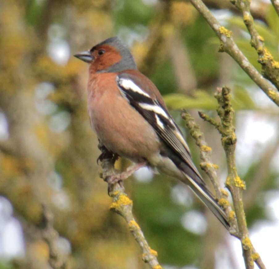 Common Chaffinch - ML620639676