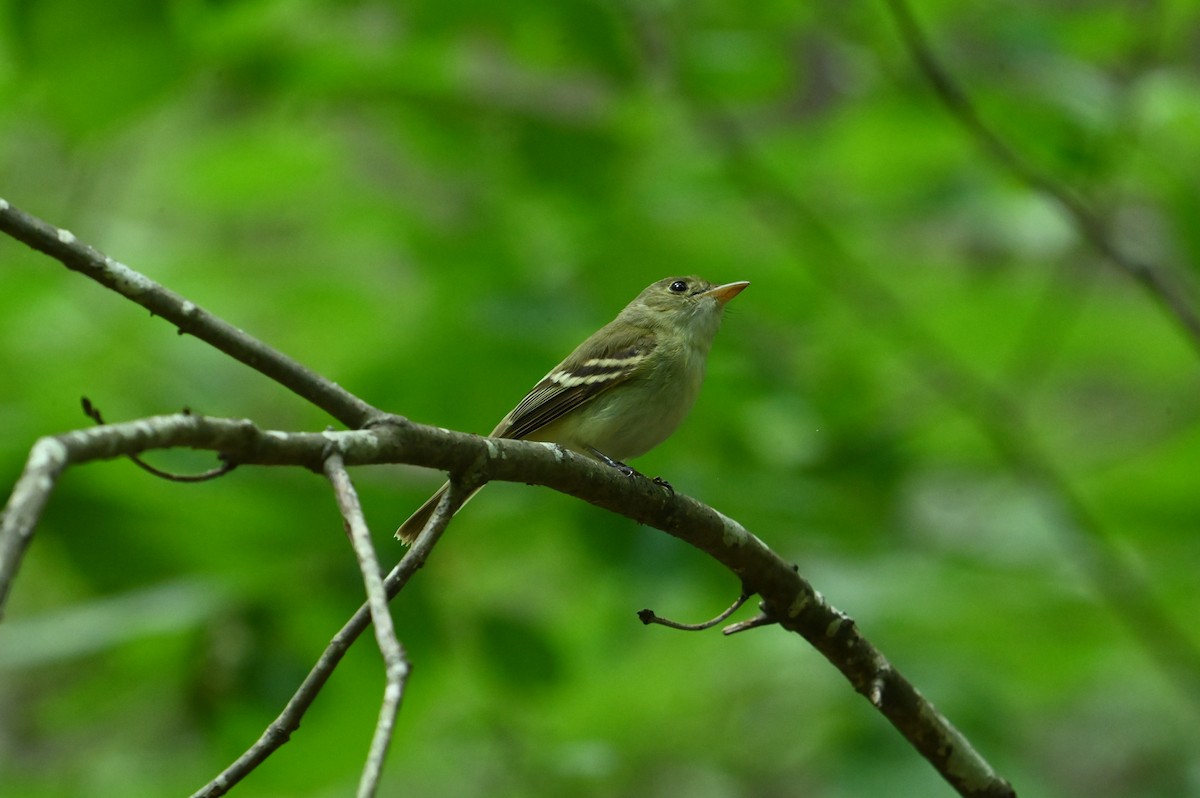 Acadian Flycatcher - ML620639679