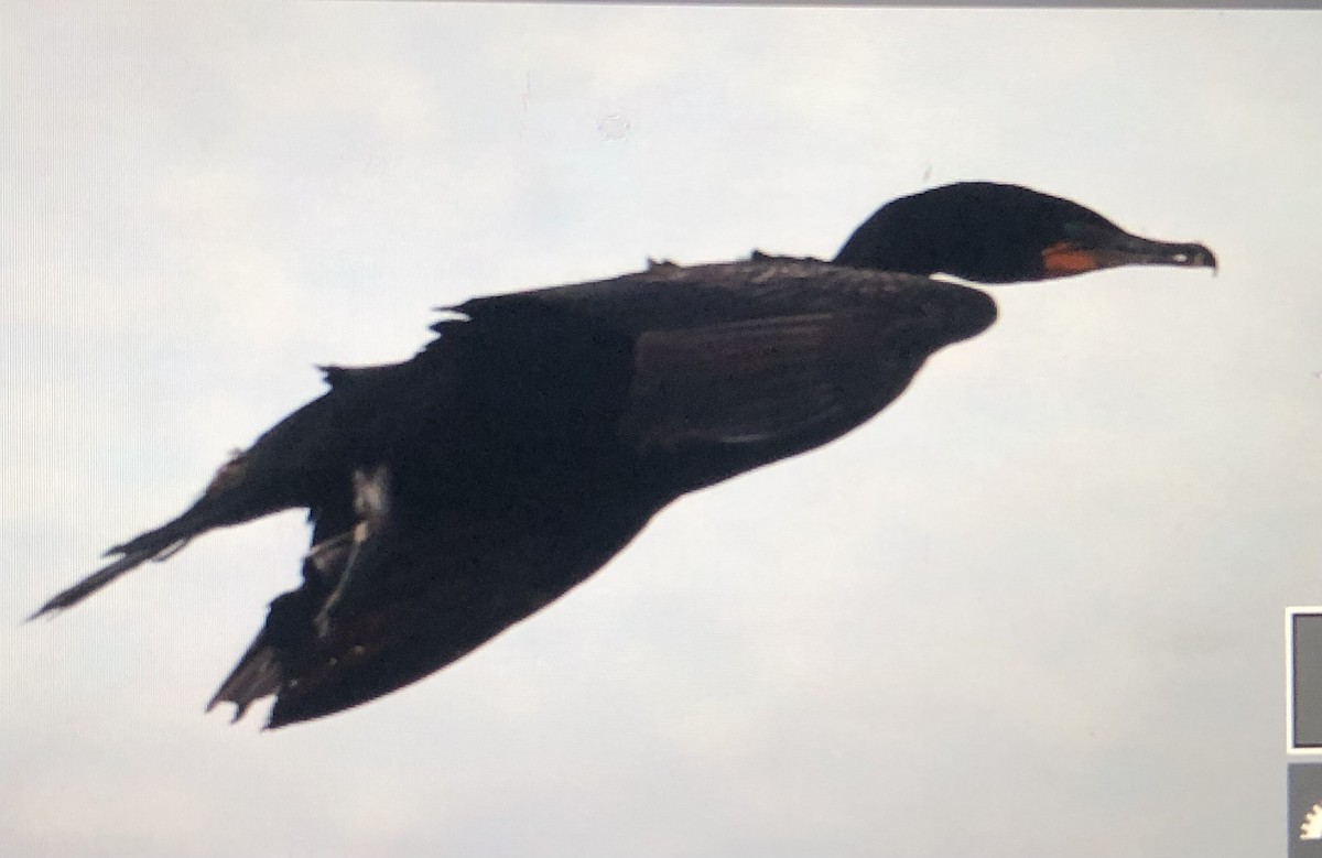 Double-crested Cormorant - ML620639686