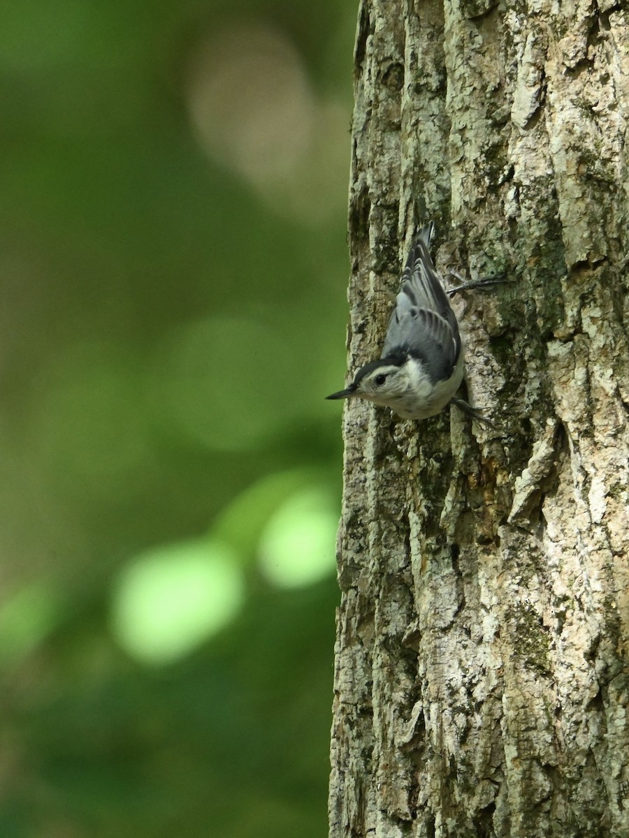White-breasted Nuthatch - ML620639688