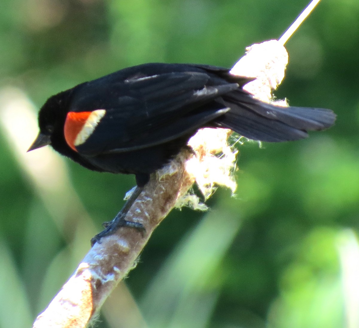 Red-winged Blackbird - ML620639699