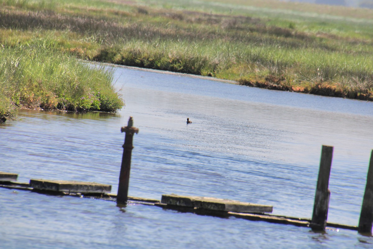 Little Grebe (Little) - ML620639709