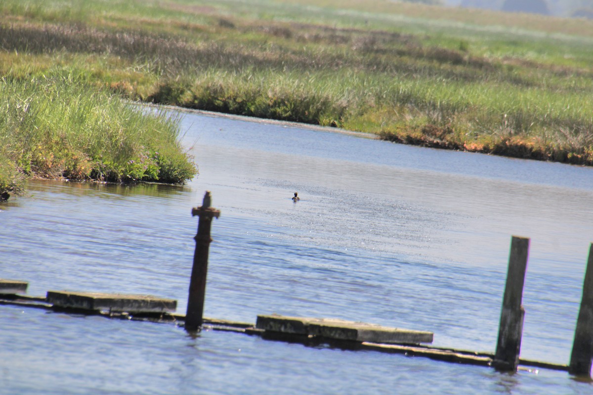 Little Grebe (Little) - ML620639710