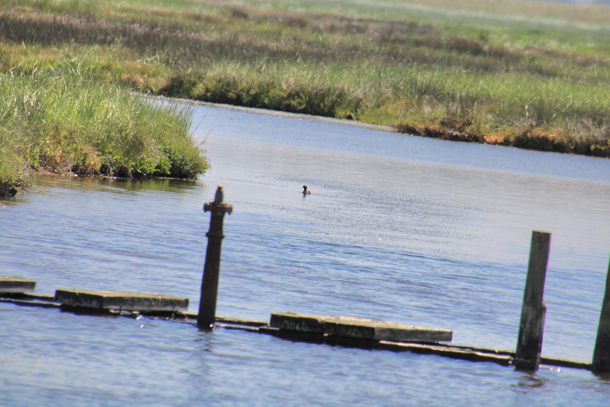 Little Grebe (Little) - ML620639711