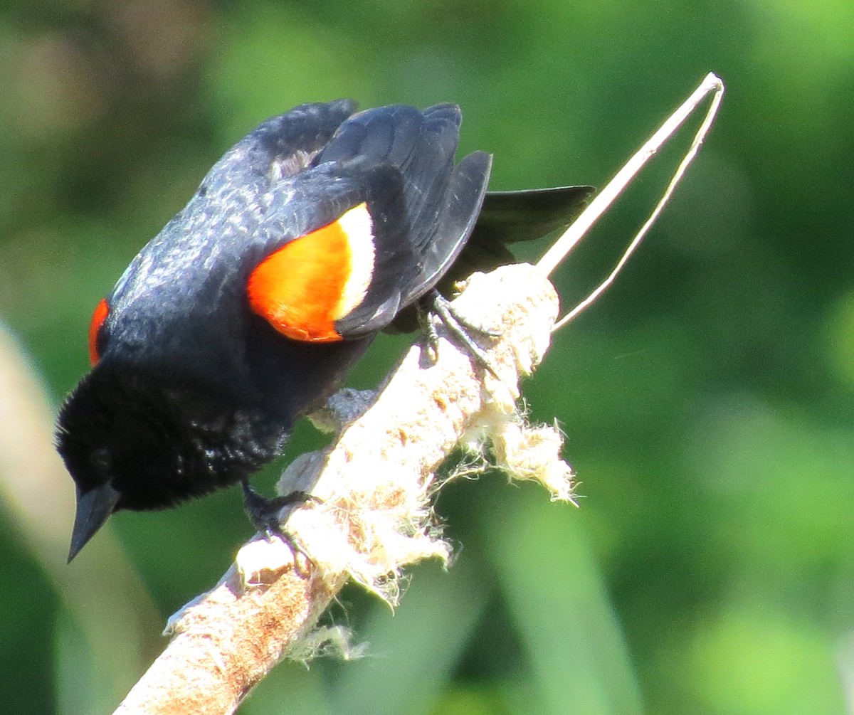 Red-winged Blackbird - ML620639714