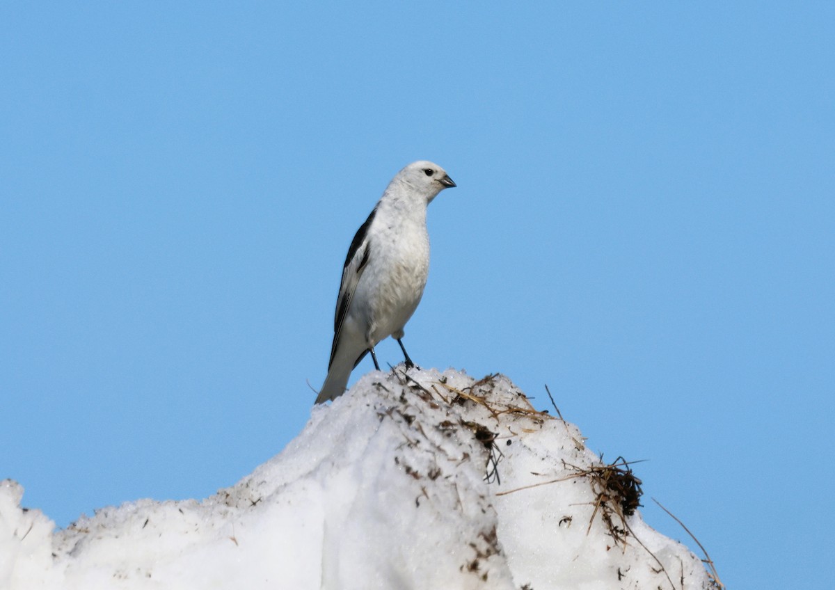 Plectrophane des neiges - ML620639716