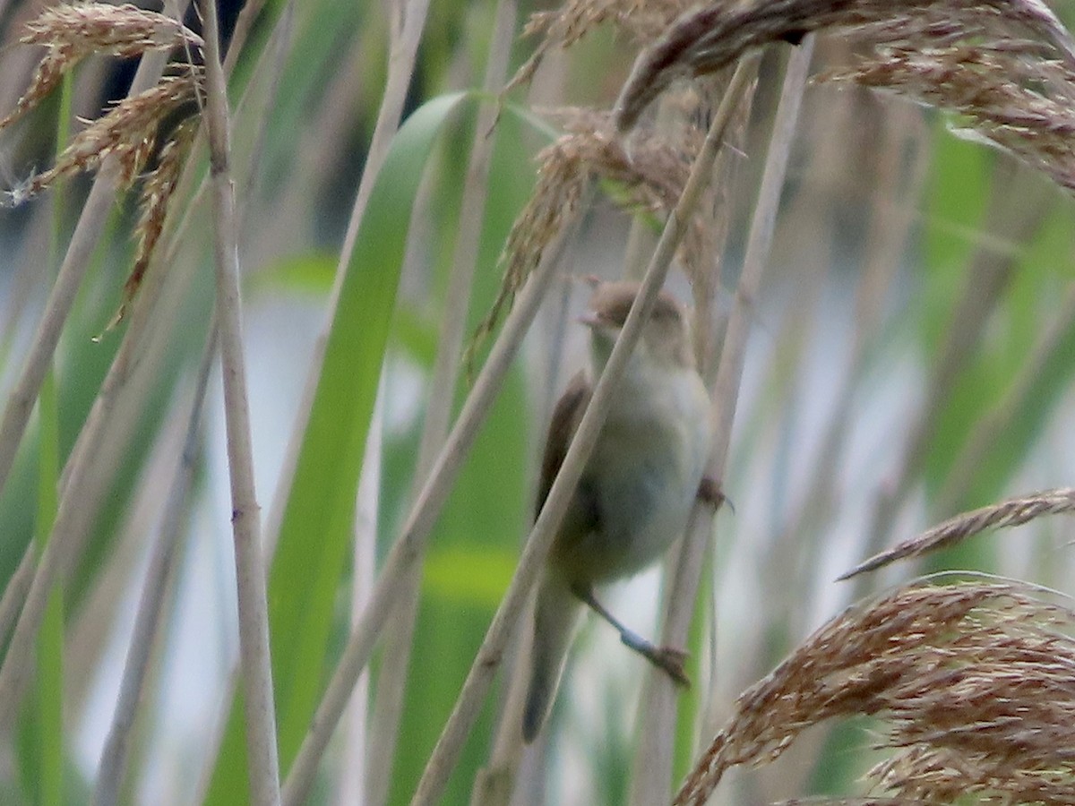 Common Reed Warbler - ML620639717