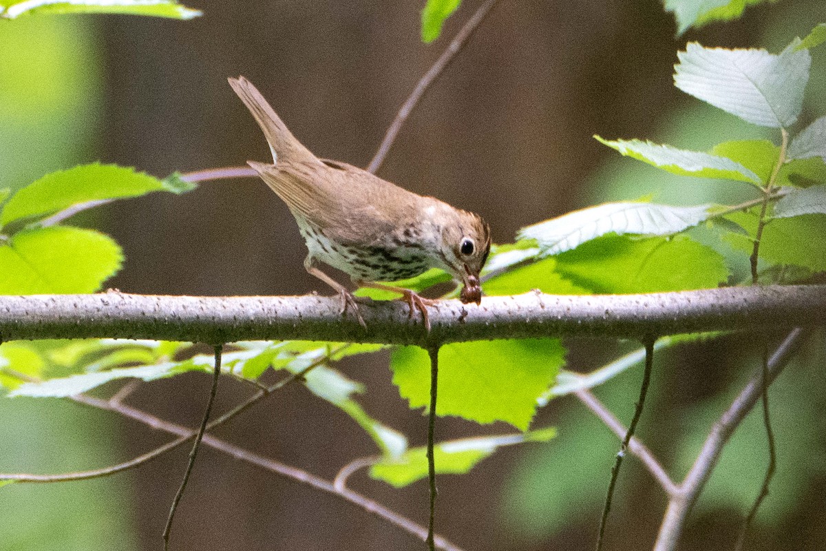 Ovenbird - ML620639720