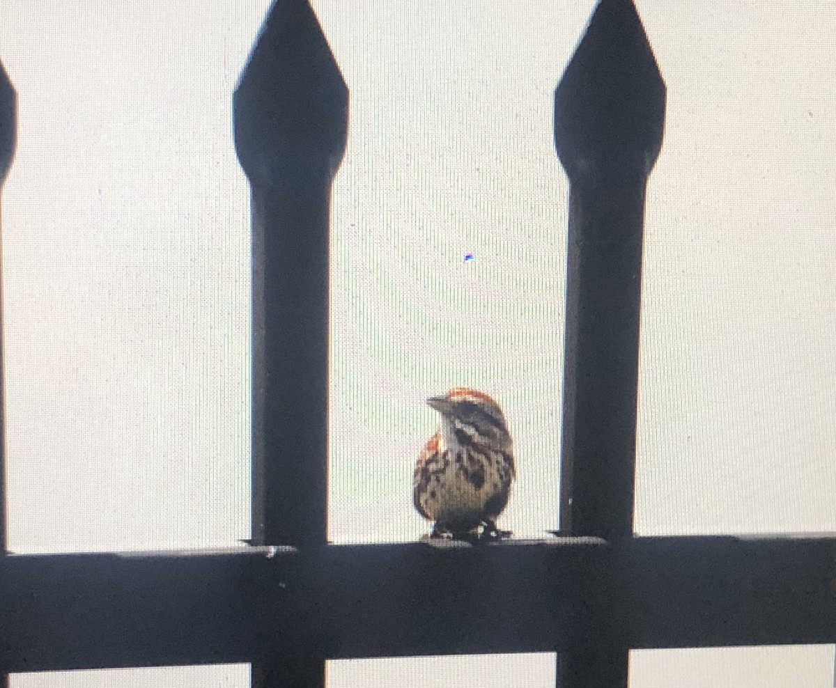 Song Sparrow - ML620639721