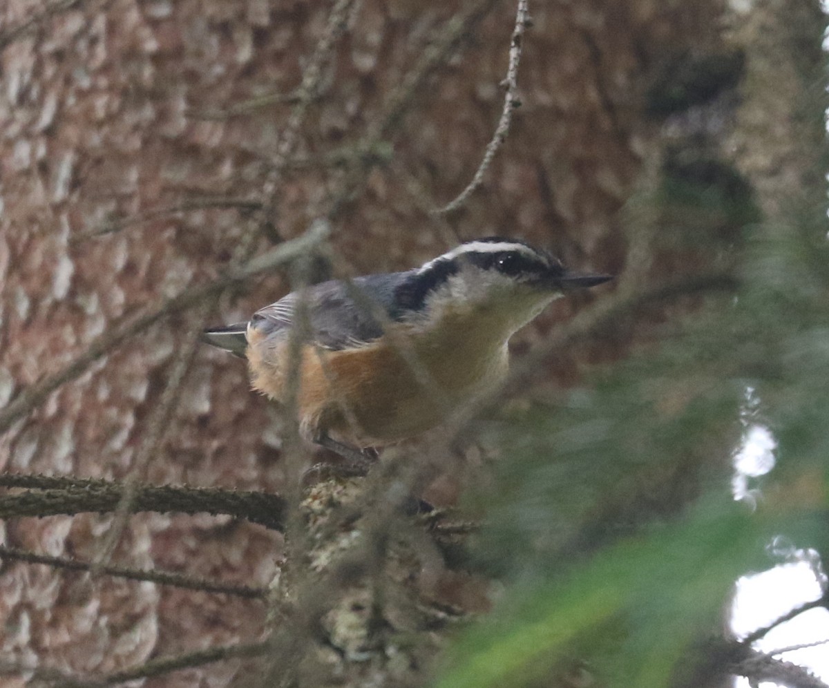 Red-breasted Nuthatch - ML620639722