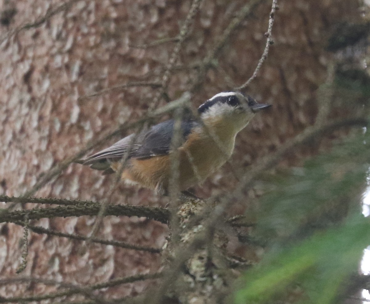 Red-breasted Nuthatch - ML620639723