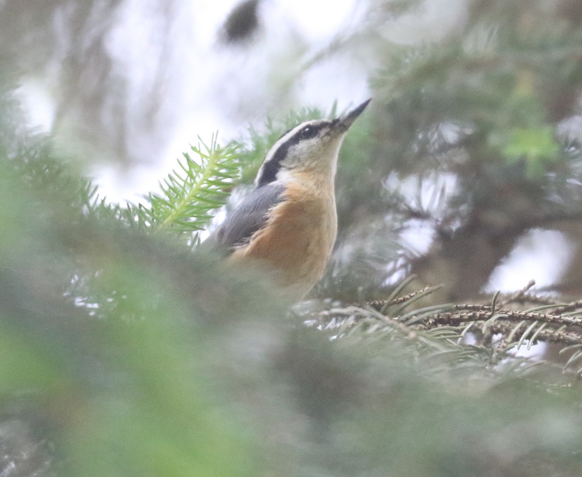 Red-breasted Nuthatch - ML620639724