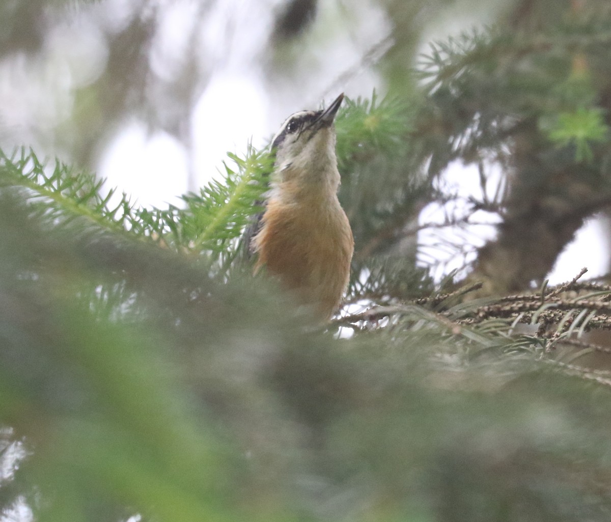 Red-breasted Nuthatch - ML620639725