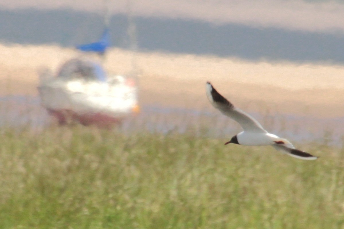 Black-headed Gull - ML620639731