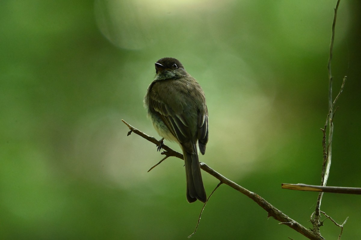 Eastern Phoebe - ML620639733