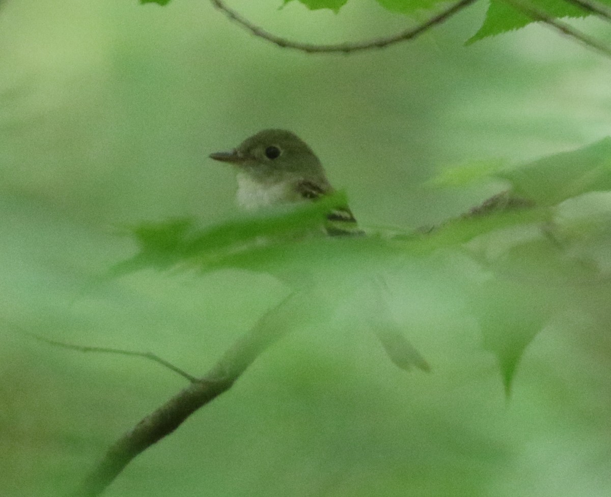 Acadian Flycatcher - ML620639735