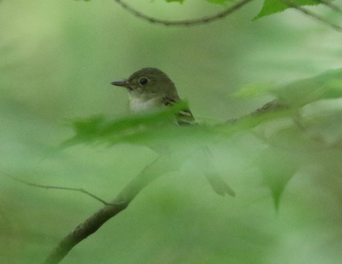 Acadian Flycatcher - ML620639736