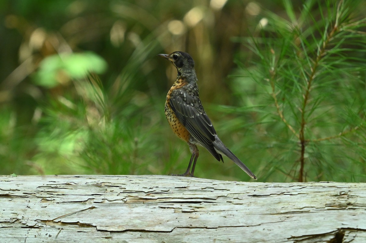 American Robin - ML620639739