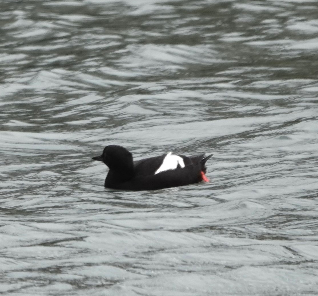 Pigeon Guillemot - ML620639740