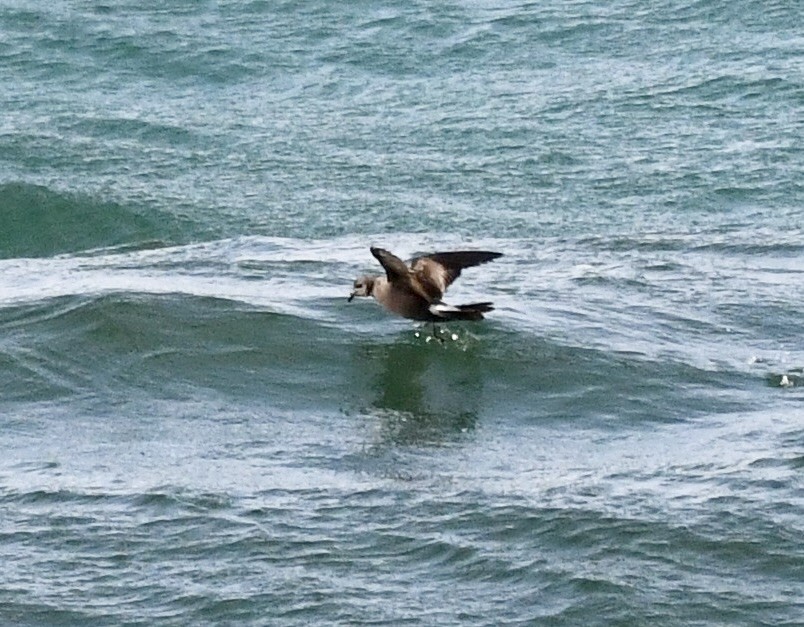 Leach's Storm-Petrel - ML620639741