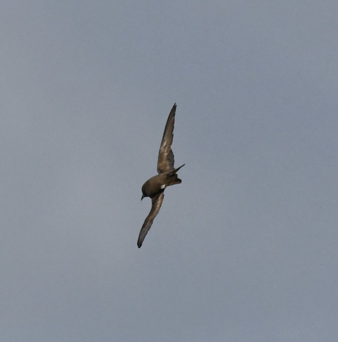 Leach's Storm-Petrel - ML620639744