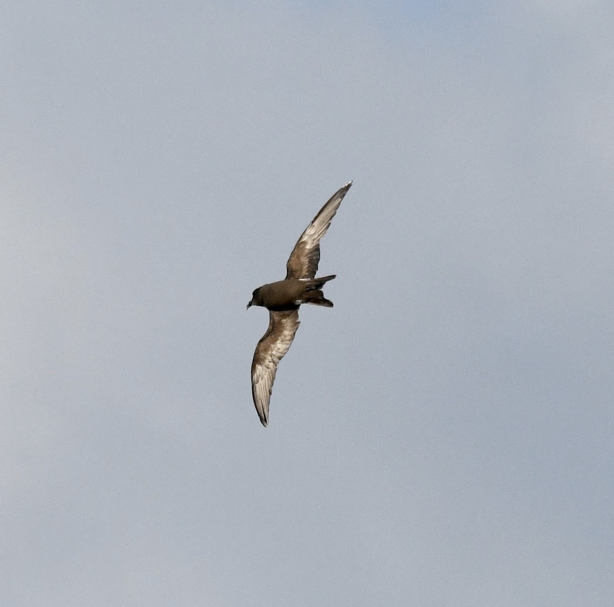 Leach's Storm-Petrel - ML620639745