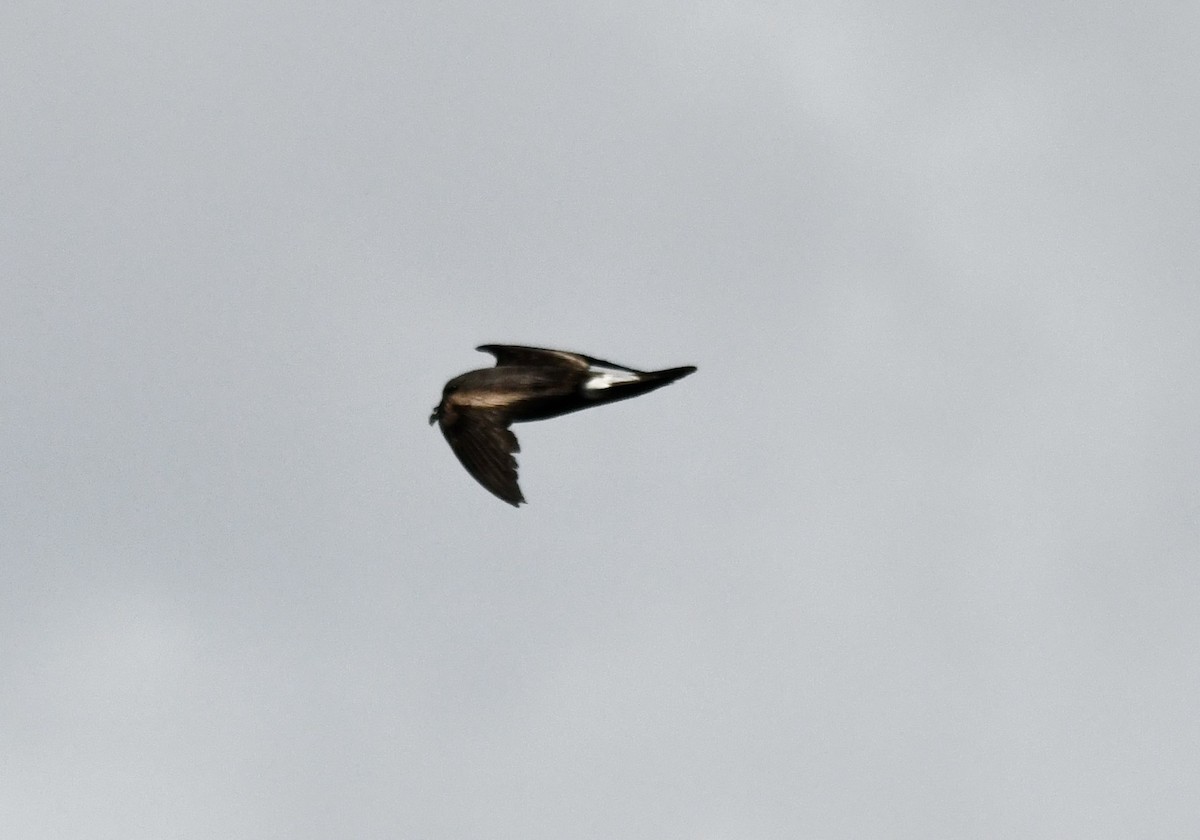 Leach's Storm-Petrel - ML620639749