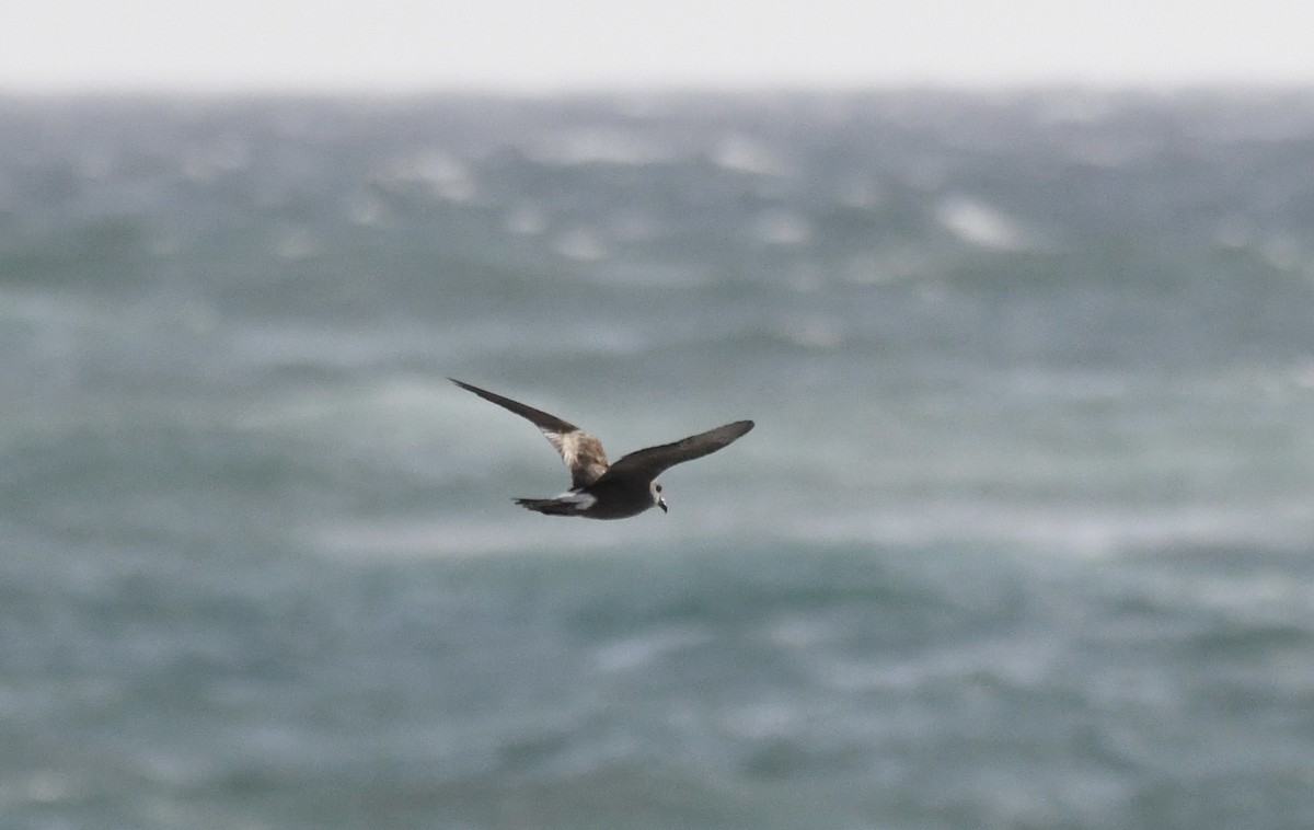 Leach's Storm-Petrel - ML620639750