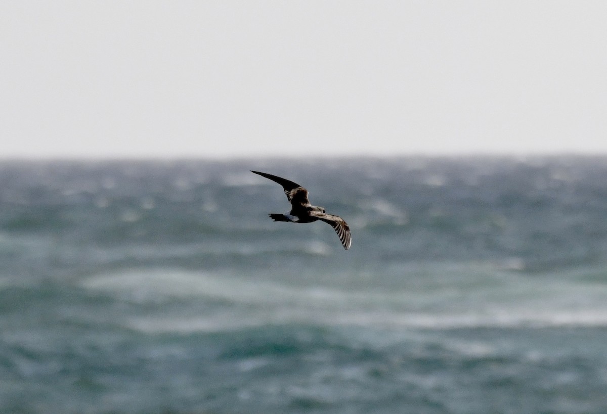 Leach's Storm-Petrel - Suzanne Zuckerman