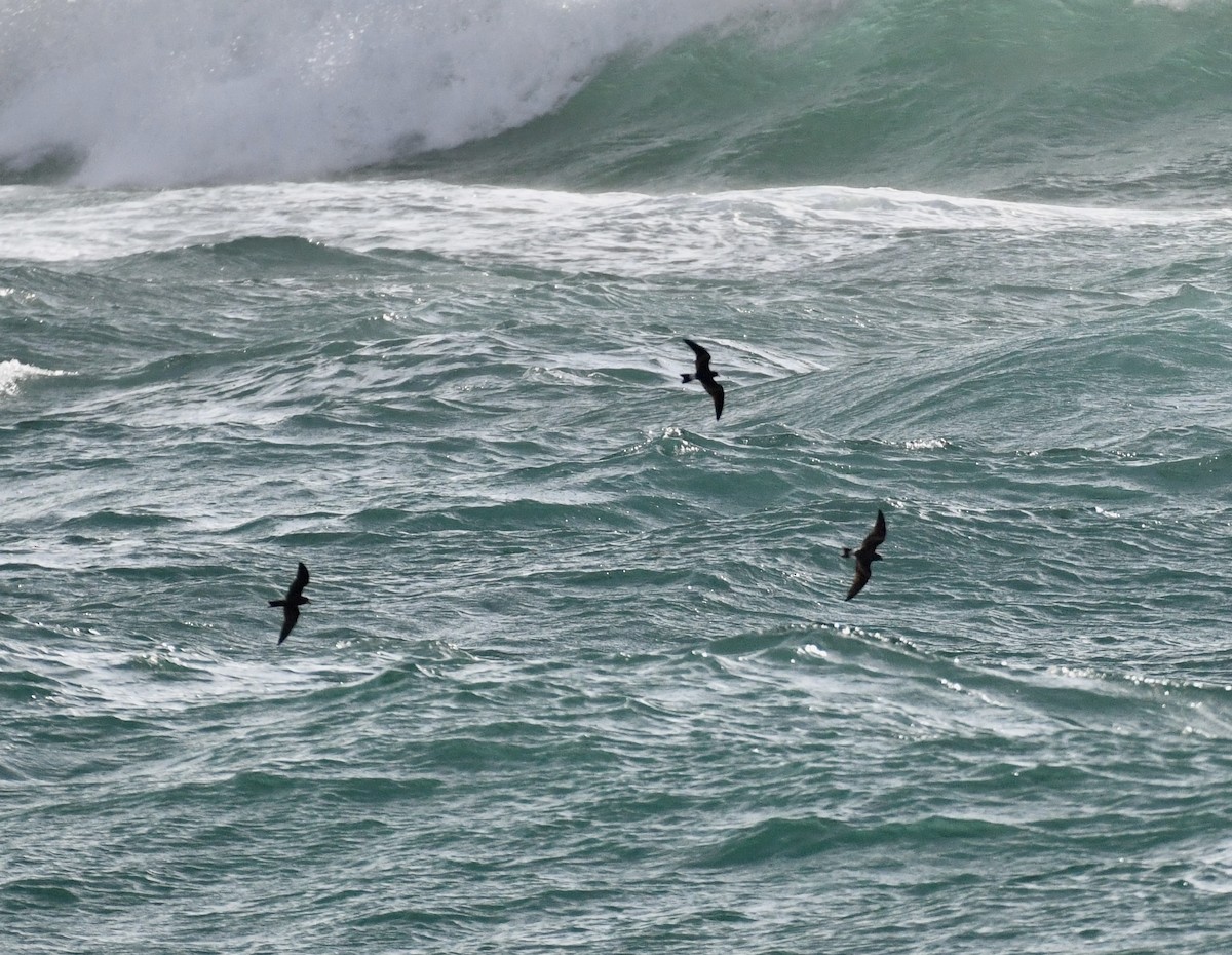 Leach's Storm-Petrel - ML620639754