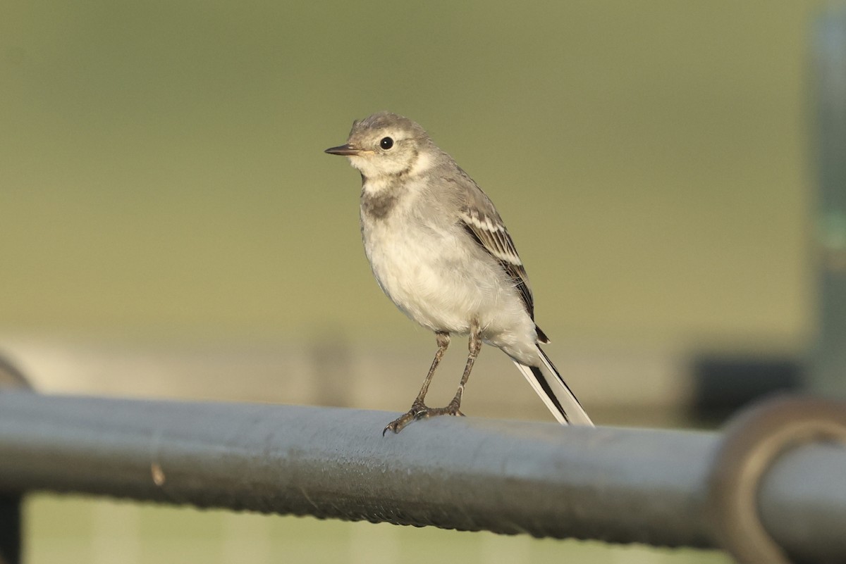 White Wagtail (British) - ML620639777