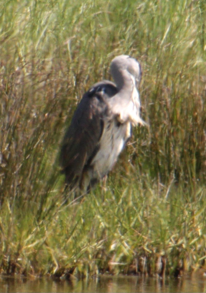 volavka popelavá (ssp. cinerea/jouyi) - ML620639802