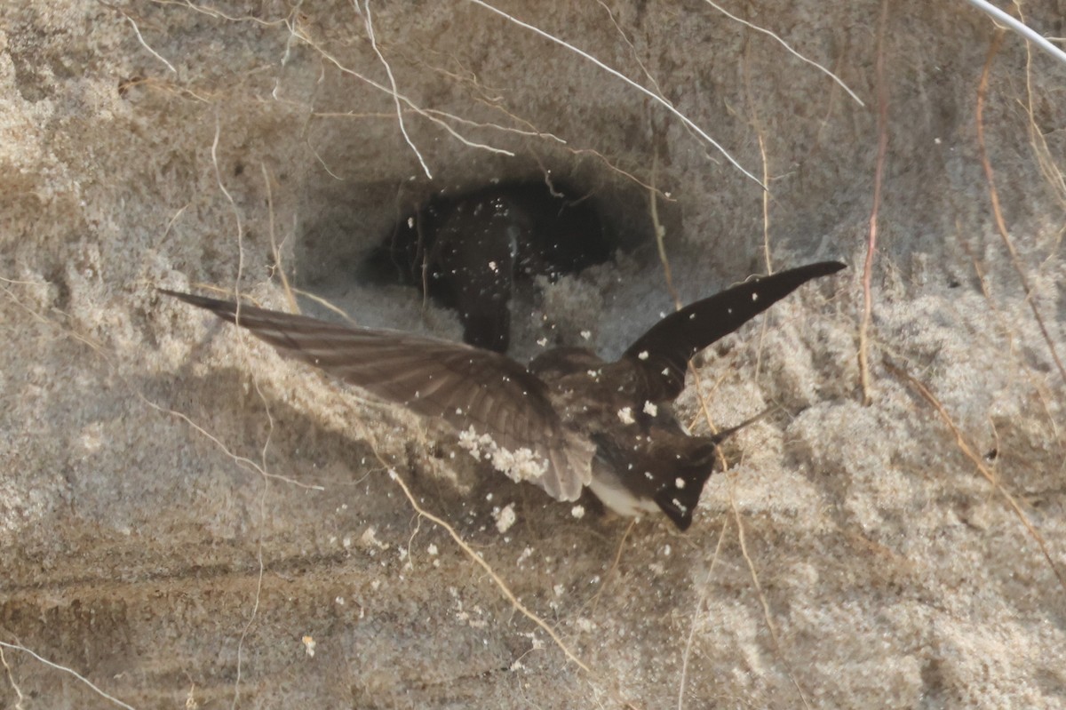 Bank Swallow - ML620639806