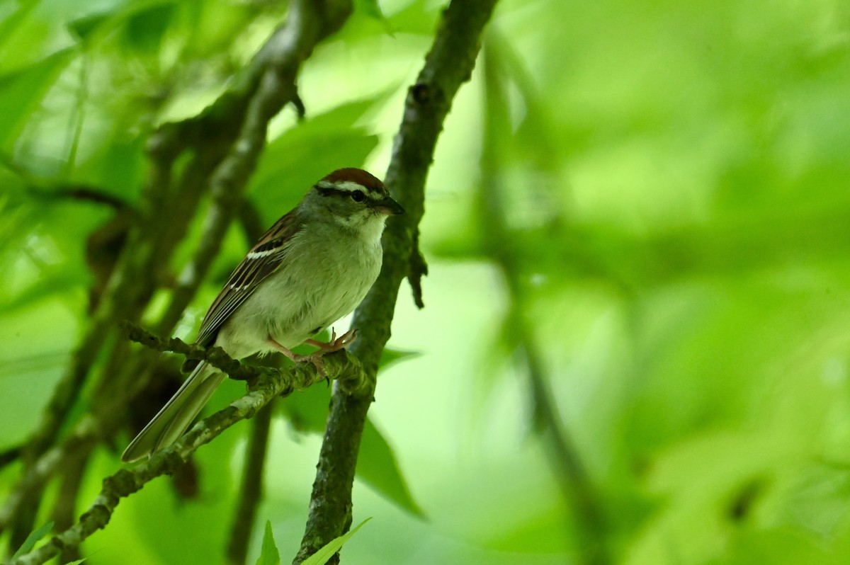 Chipping Sparrow - ML620639809