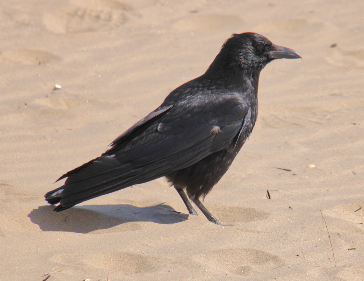 vrána černá (ssp. corone) - ML620639816