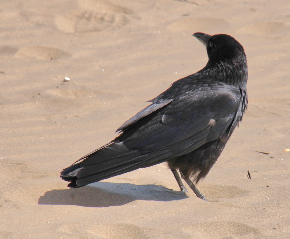 Carrion Crow (Western) - ML620639817