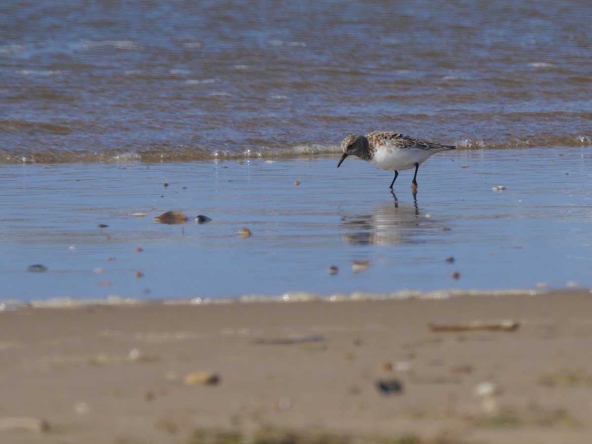 Bécasseau sanderling - ML620639821