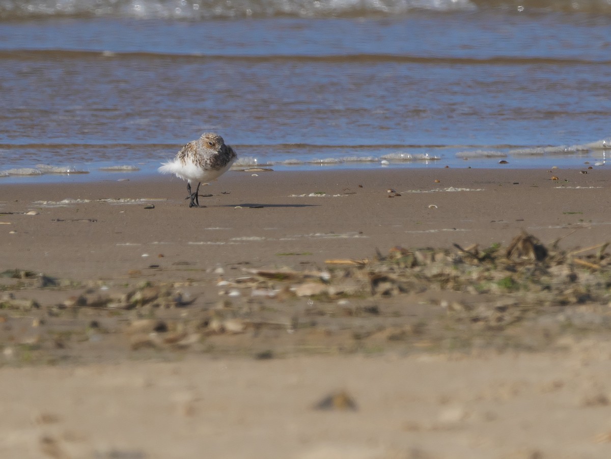 Bécasseau sanderling - ML620639822