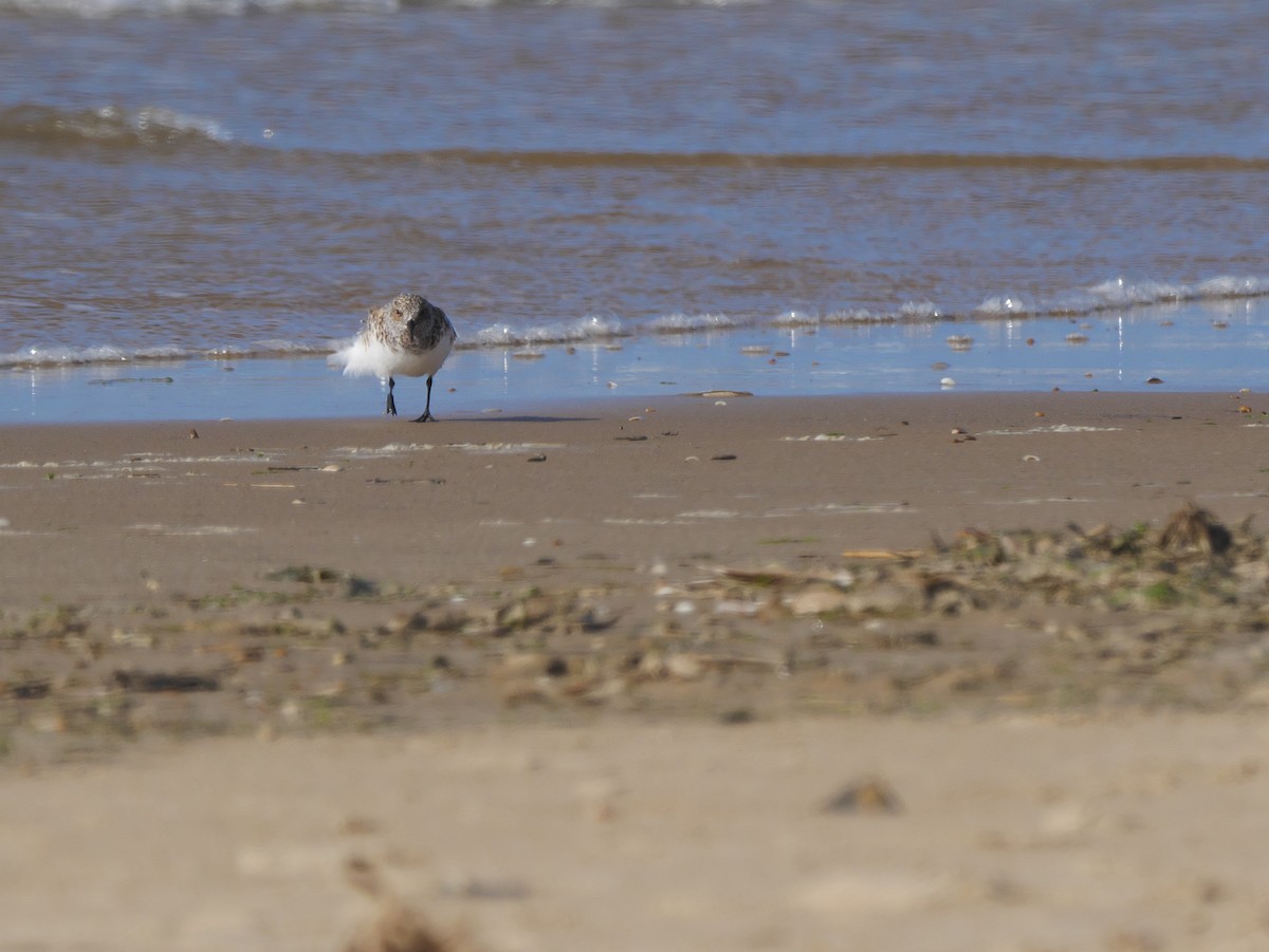 Bécasseau sanderling - ML620639823