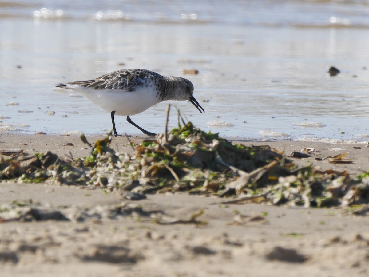 Bécasseau sanderling - ML620639825