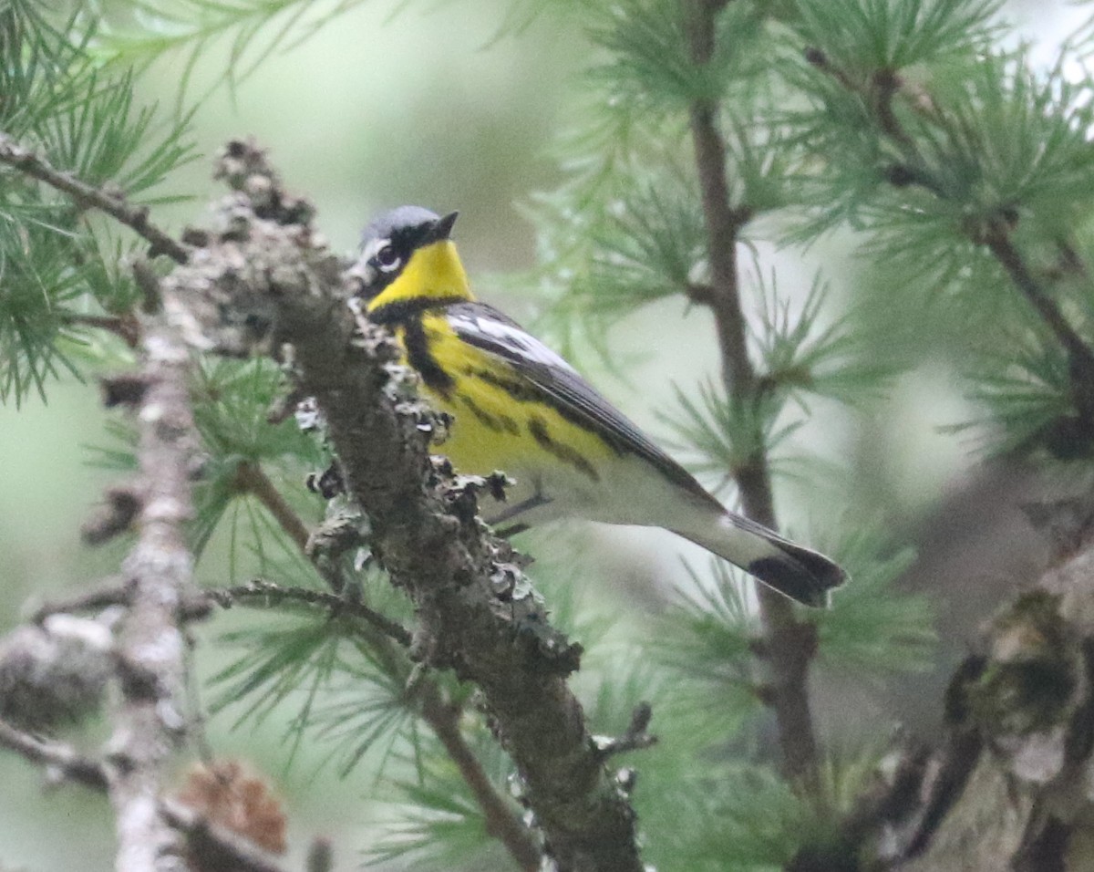 Magnolia Warbler - ML620639827