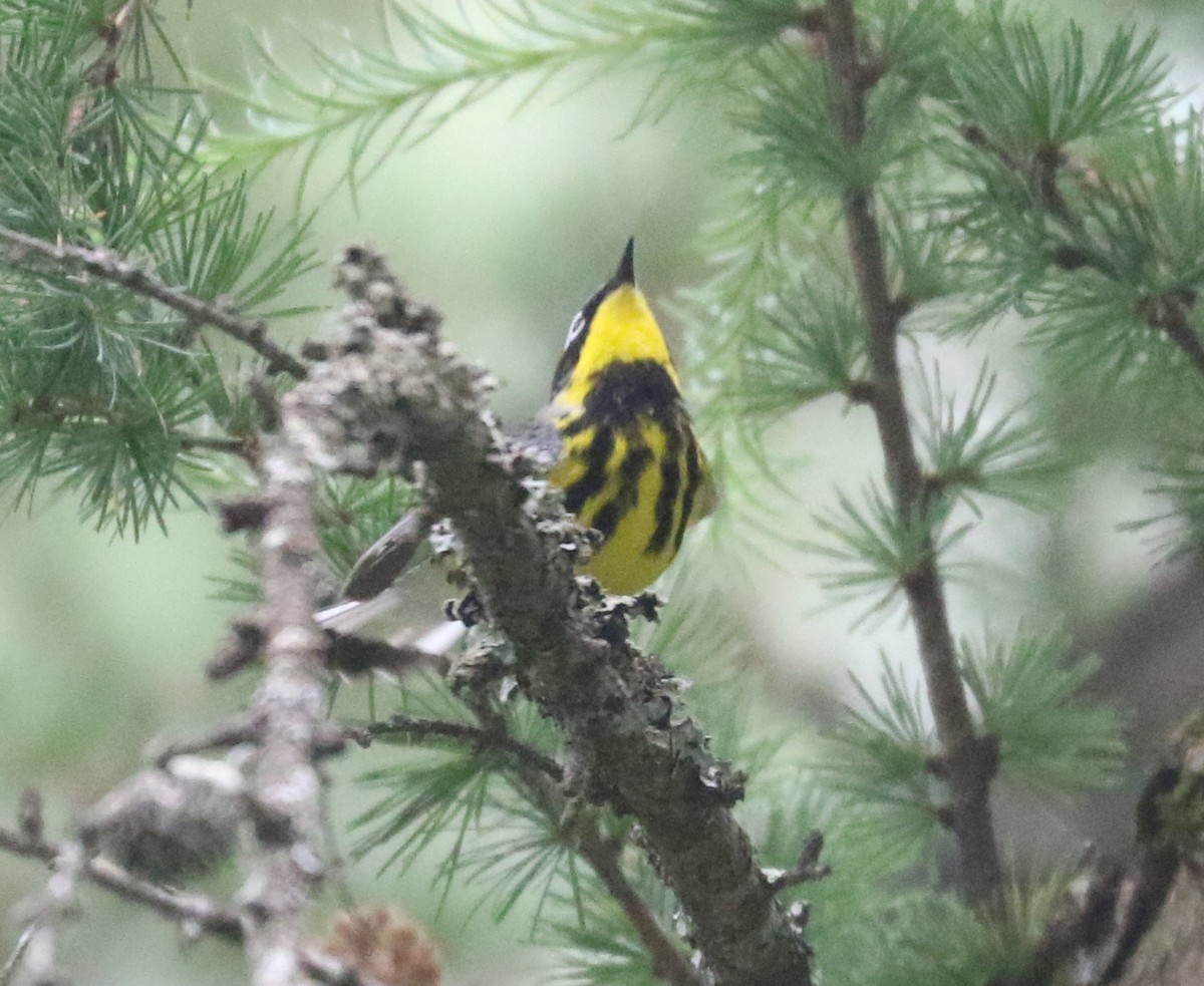 Magnolia Warbler - ML620639828