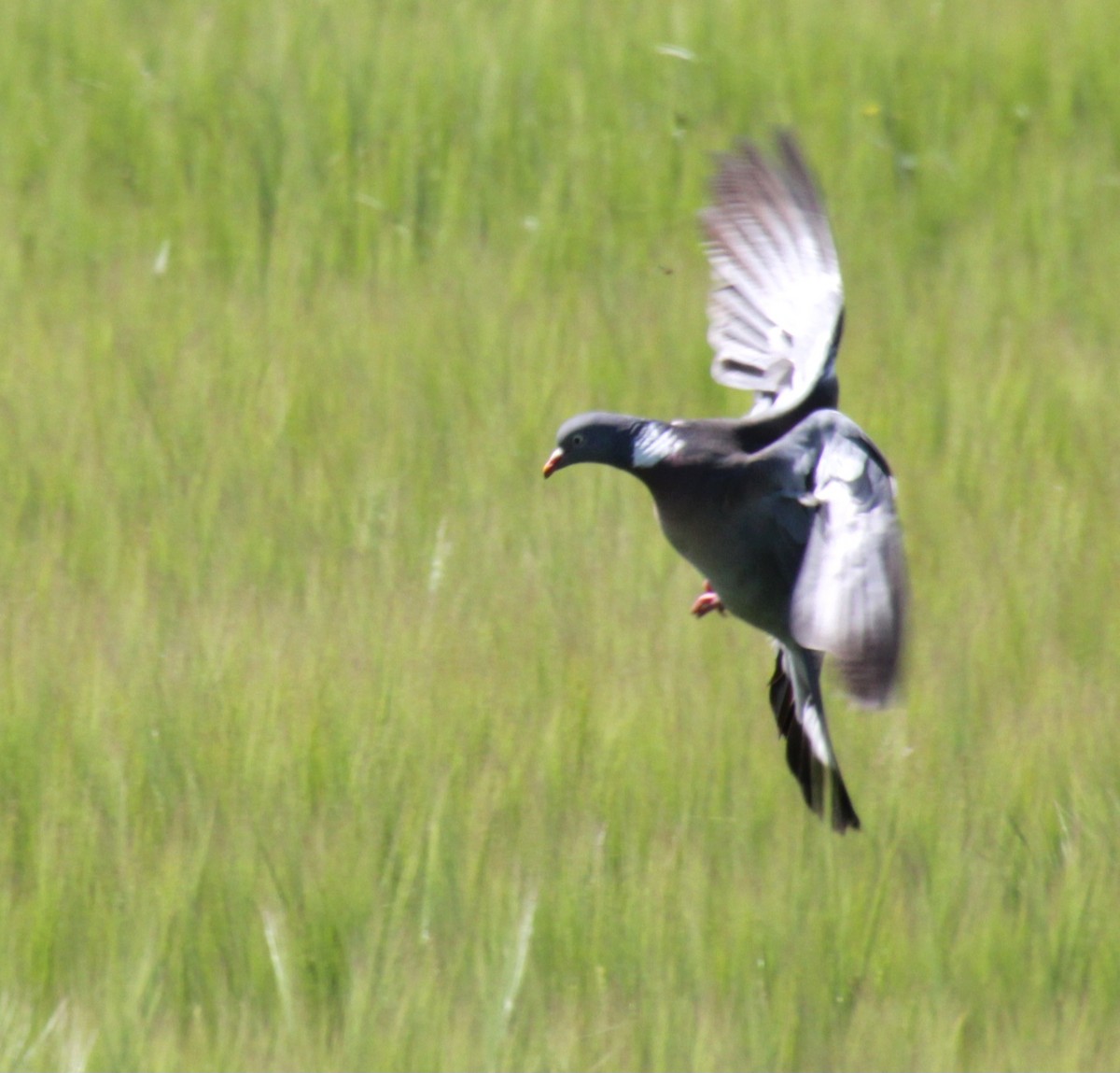 Common Wood-Pigeon (White-necked) - Samuel Harris